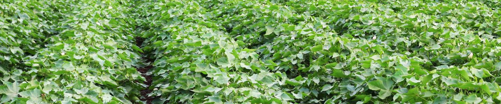 Cotton Field