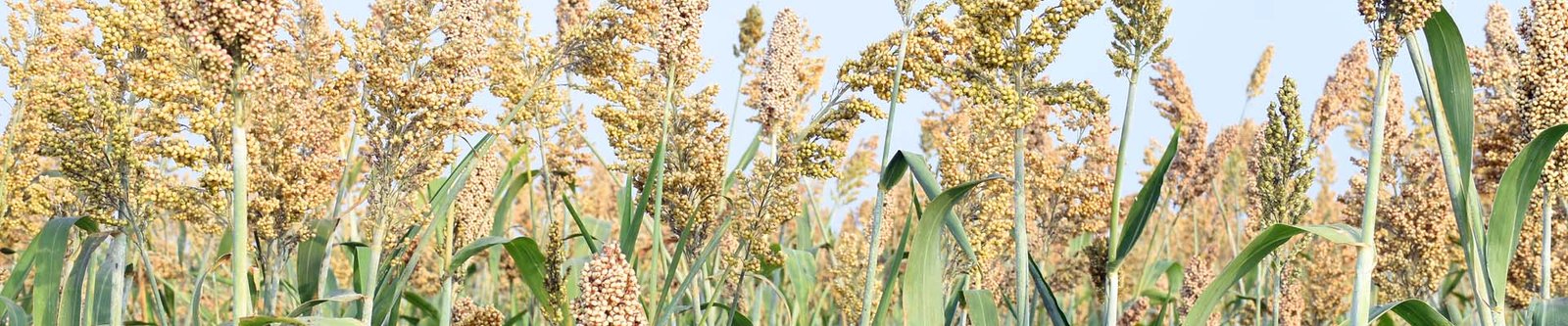 Jowar Field