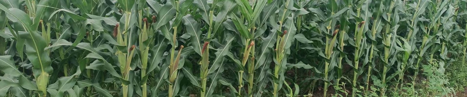 Maize Field