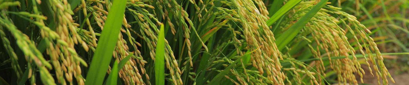 Paddy Field