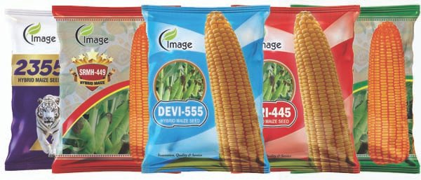 maize group